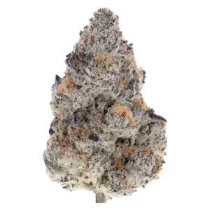 Buy Ferrari Runtz strain online — small dense buds with light green and purple hues from hashkauden.de