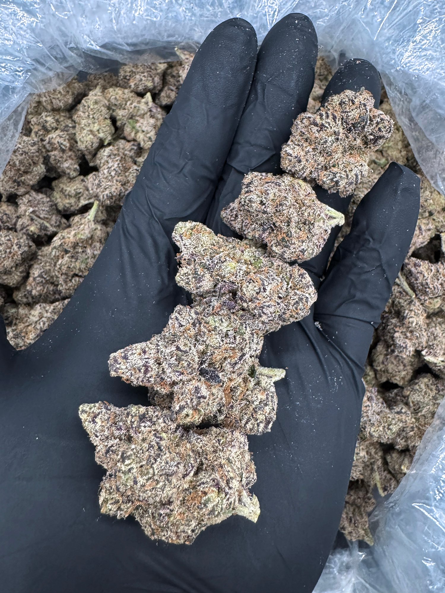 Buy Ferrari Runtz strain online — small dense buds with light green and purple hues from hashkauden.de